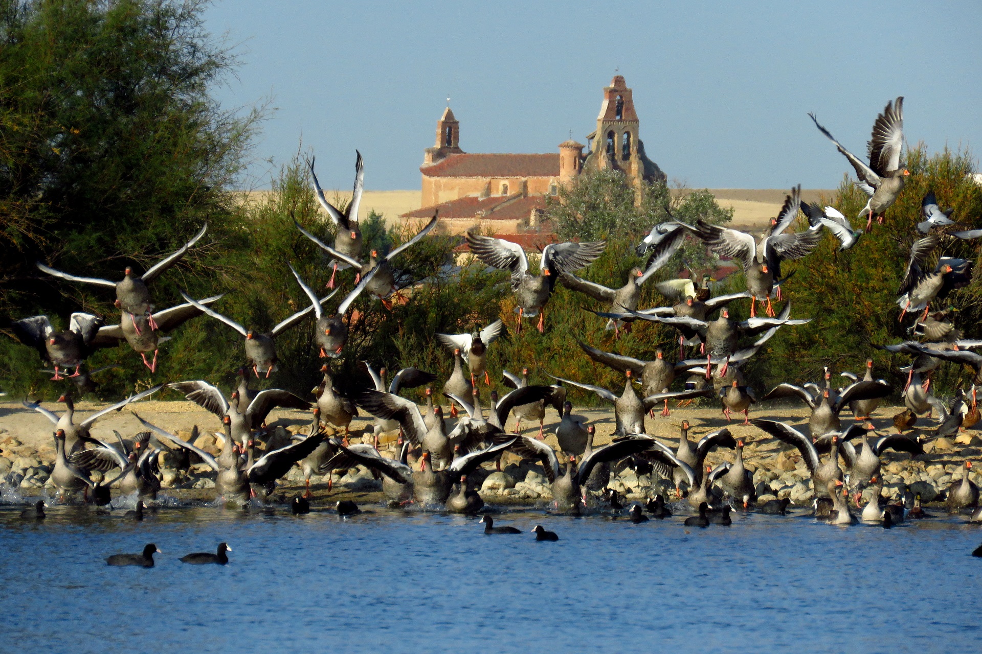 La CHD y la Dirección General de Biodiversidad del MITECO firman un convenio para la protección de la fauna silvestre, con una inversión de 2,2 M €