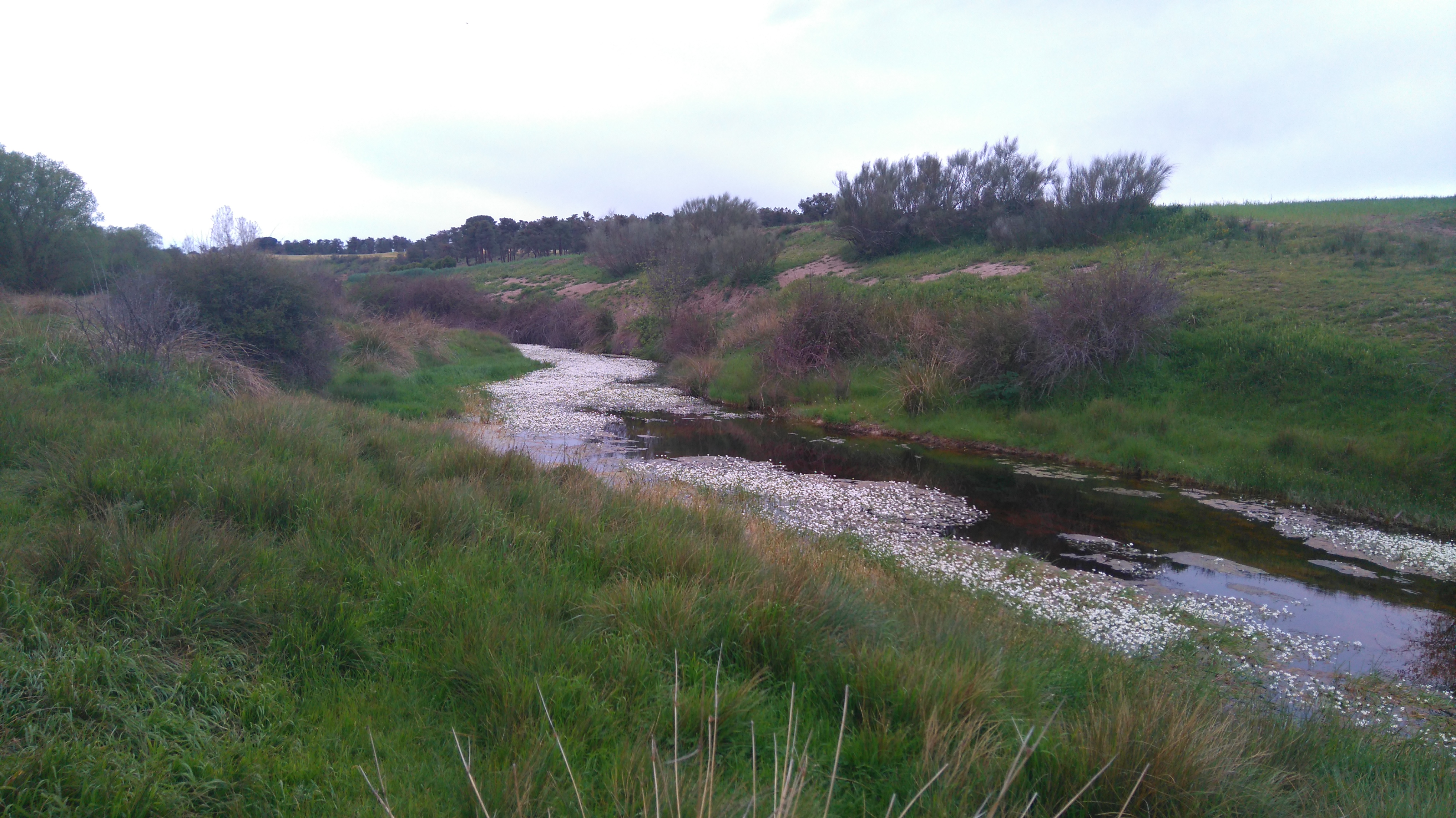 La CHD adjudica por 1,7 M€ el contrato de las obras de restauración fluvial del río Arevalillo (Ávila)