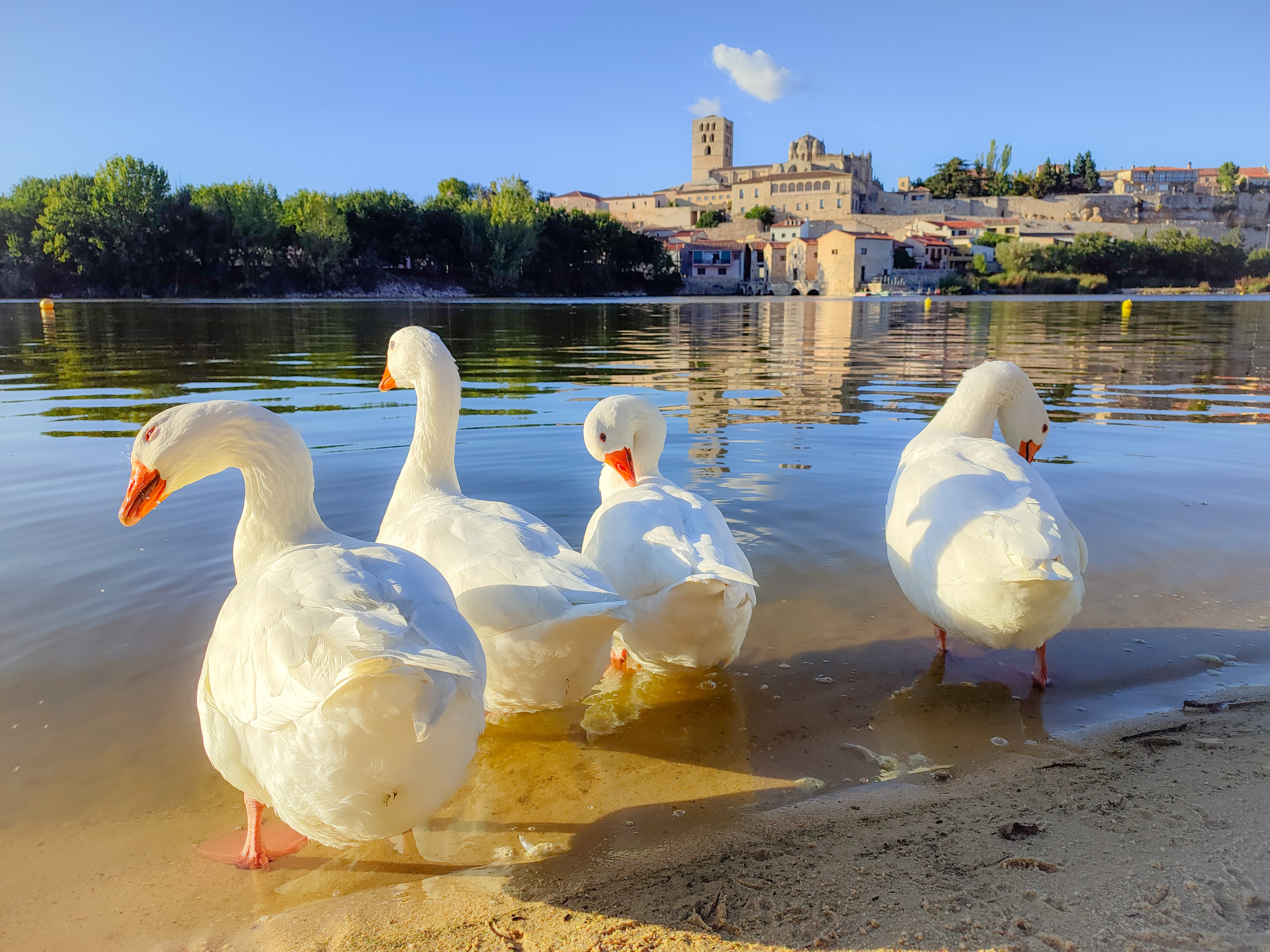 La fauna del Duero