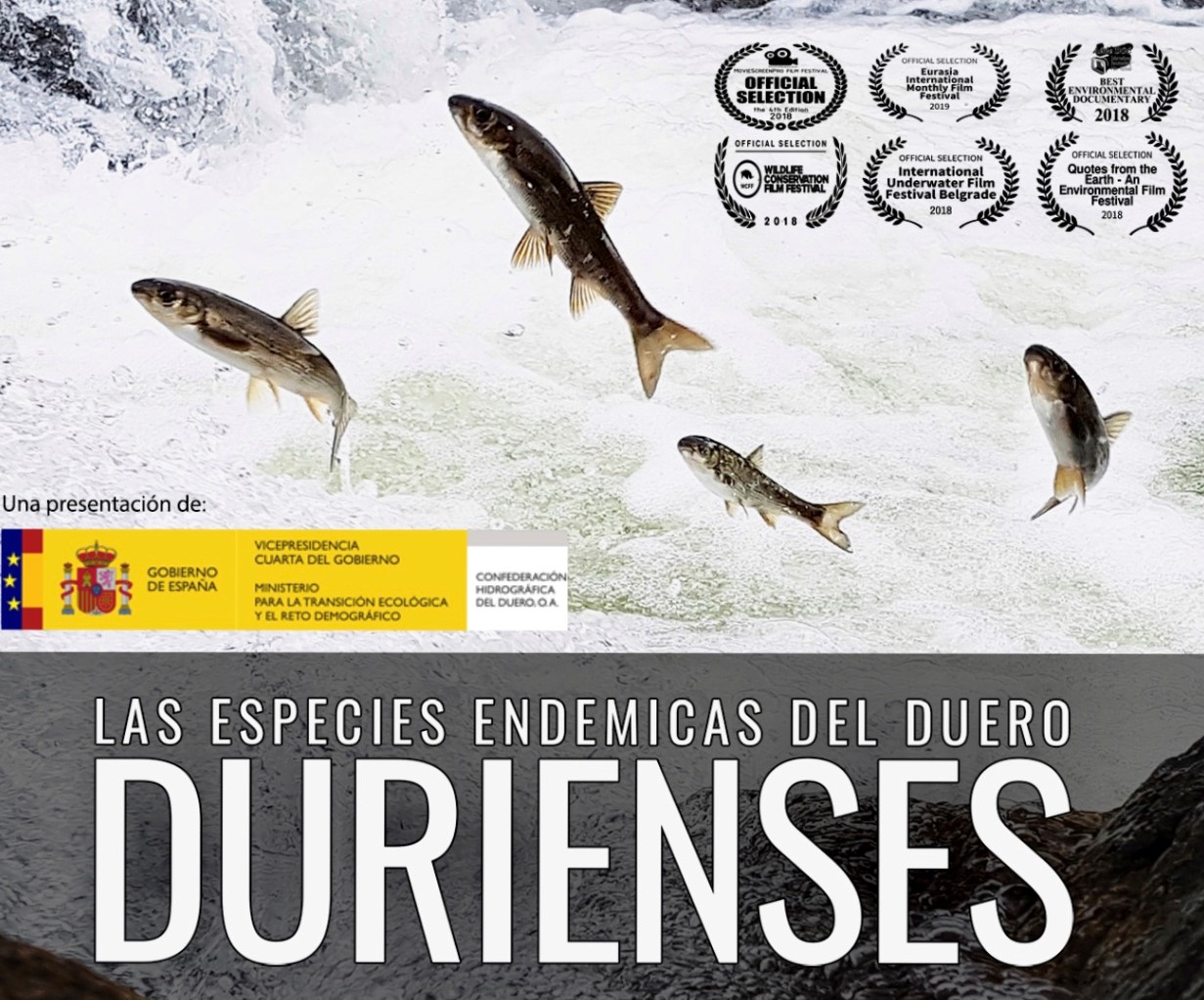 La CHD presenta en abierto este sábado el documental ‘Durienses: Los Endemismos del Duero’ La CHD presenta en abierto este sábado el documental ‘Durienses: Los Endemismos del Duero’
