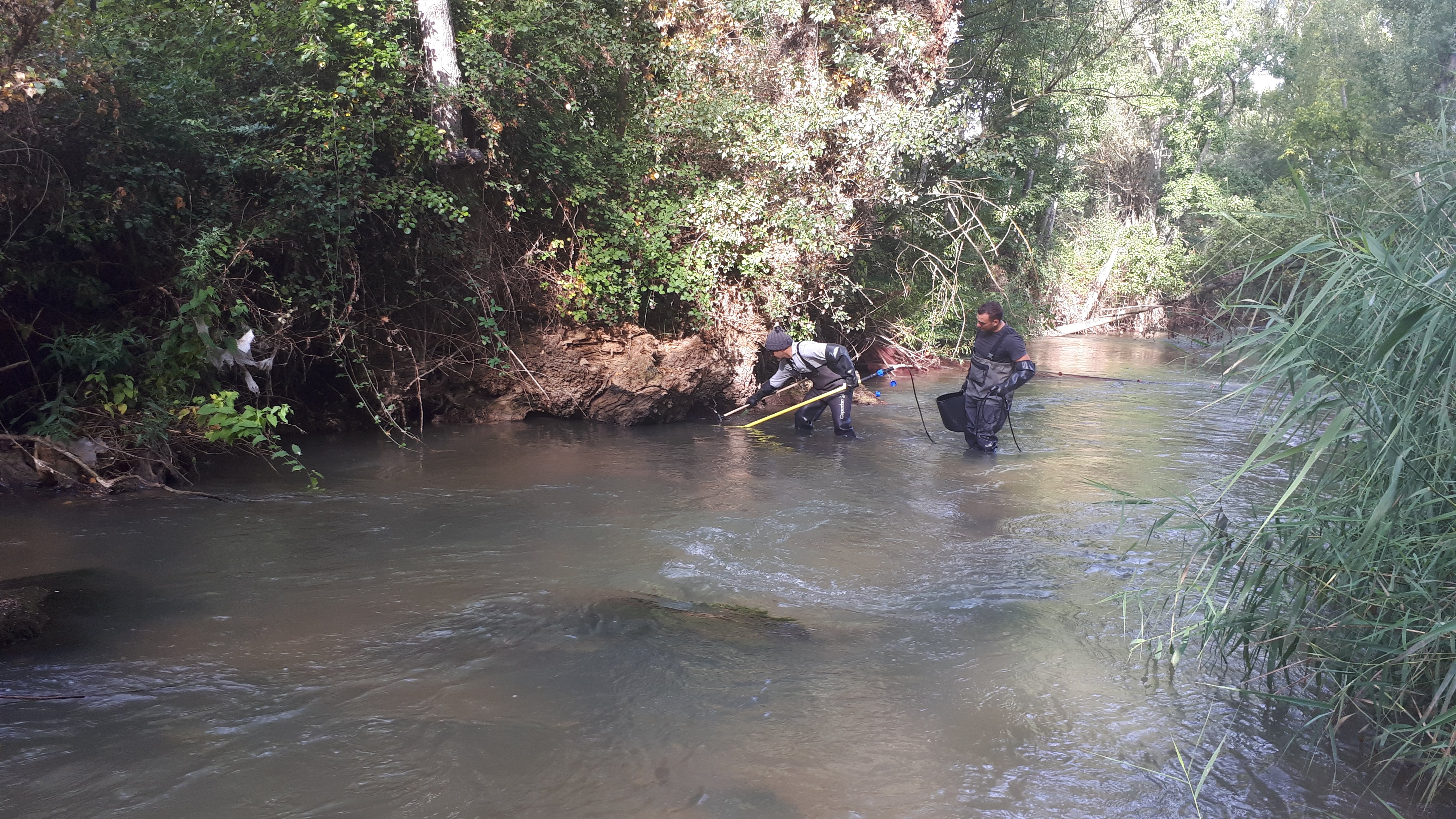 La CHD realiza muestreos de fauna piscícola en 61 ríos de la cuenca