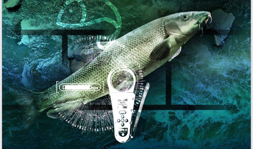 La CHD celebra en Ávila un taller sobre marcaje electrónico de peces - Imagen 1