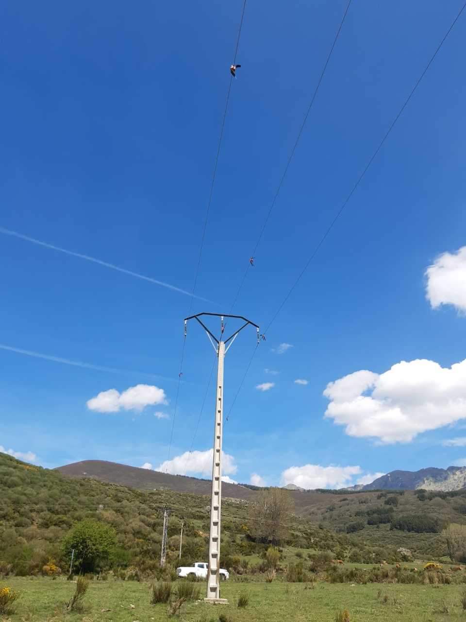 La CHD invierte 2 M€ para reducir la mortalidad por electrocución en aves en los tendidos eléctricos