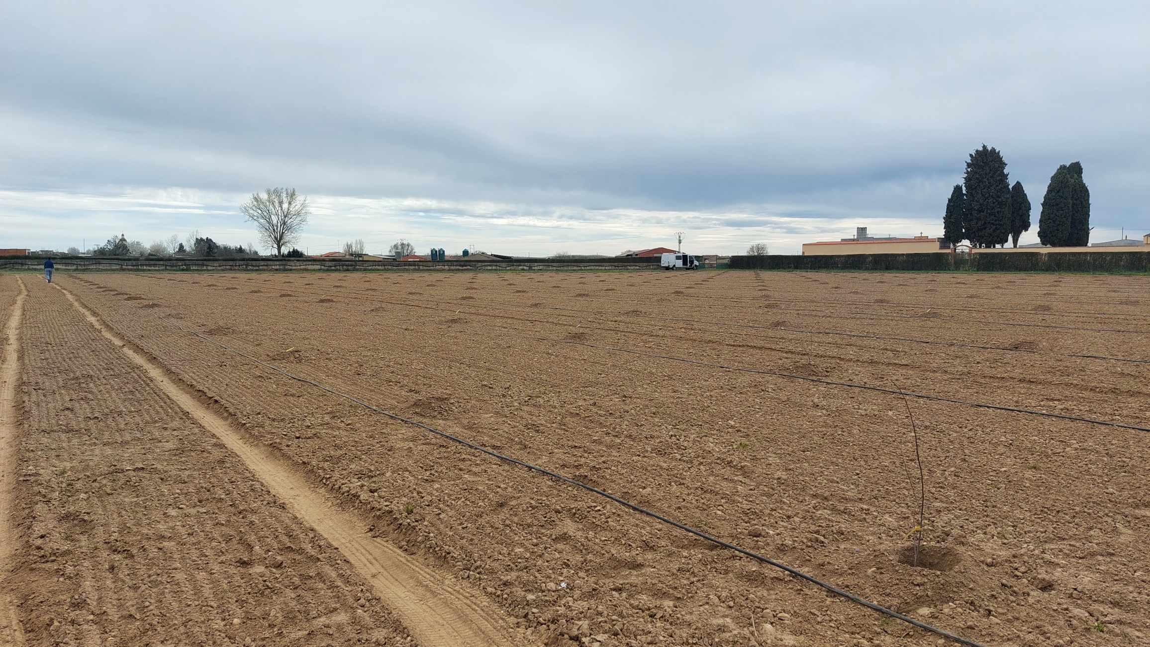 La CHD colabora con el Miteco en un proyecto de conservación del olmo blanco europeo