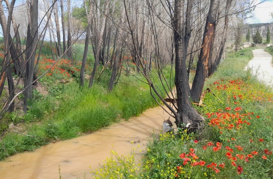 La CHD trabaja en la recuperación del cauce del río Mataviejas a su paso por Santibáñez del Val (Burgos) La CHD trabaja en la recuperación del cauce del río Mataviejas a su paso por Santibáñez del Val (Burgos)
