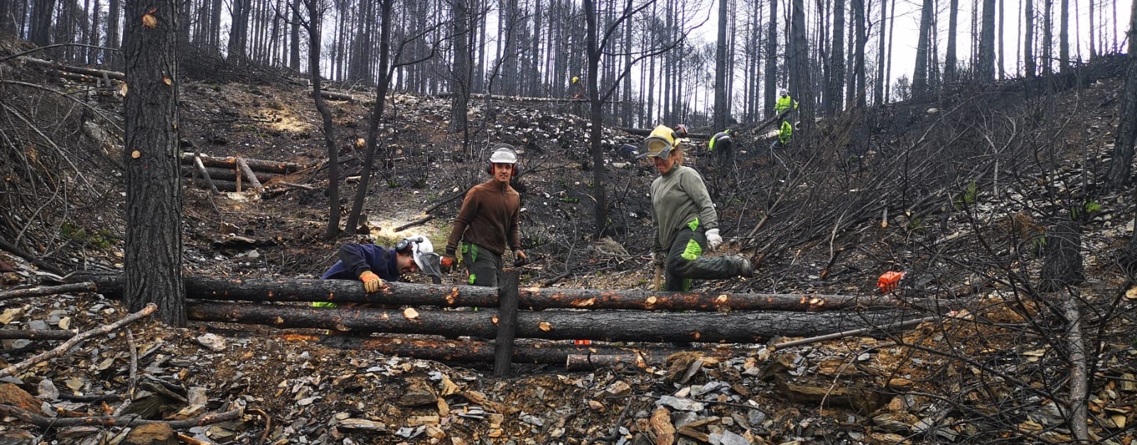 La CHD realiza actuaciones de restauración forestal y medioambiental en 25 km de cauces afectados por los incendios de la Sierra de la Culebra La CHD realiza actuaciones de restauración forestal y medioambiental en 25 km de cauces afectados por los incendios de la Sierra de la Culebra