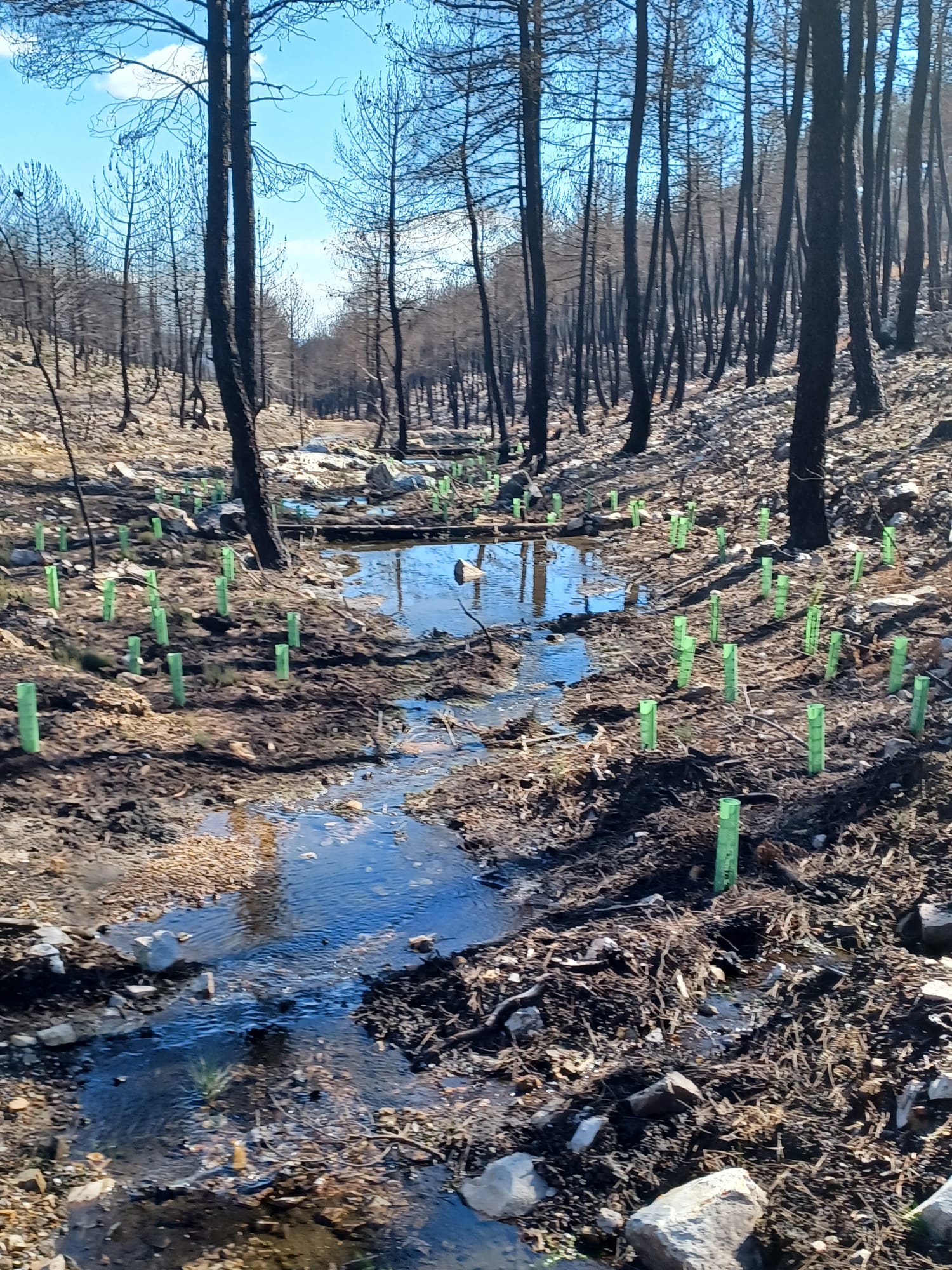 La CHD planta 50.000 árboles y arbustos producidos en sus viveros para actuaciones de restauración fluvial - Imagen 1
