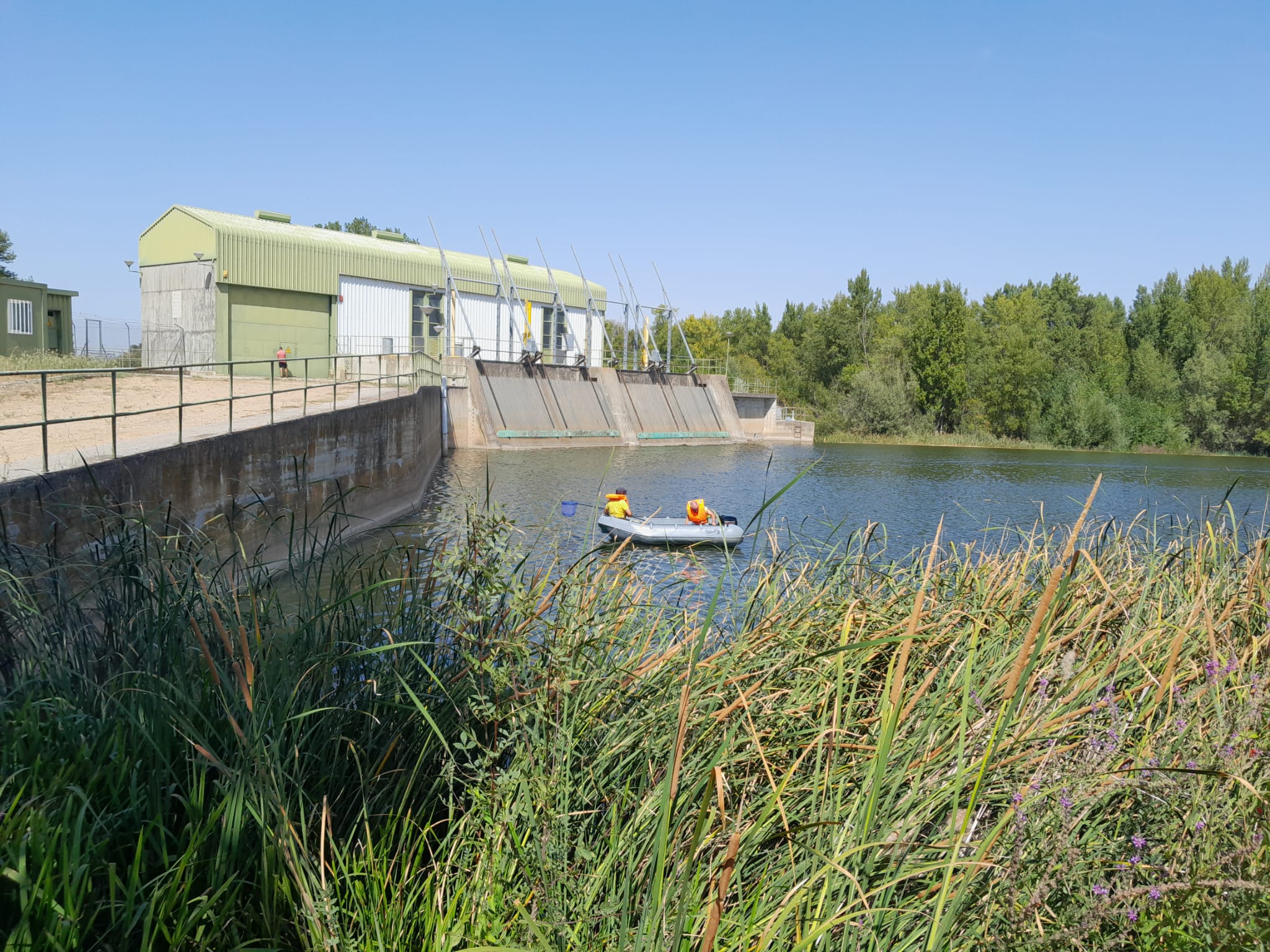 Los primeros resultados sobre las muestras del río Duero en Villaralbo evidencian valores muy elevados de pH y temperatura del agua Los primeros resultados sobre las muestras del río Duero en Villaralbo evidencian valores muy elevados de pH y temperatura del agua