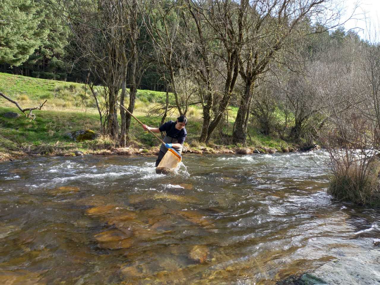 La CHD inicia la campaña de muestreos biológicos en 450 puntos de ríos de la cuenca para analizar el estado de las masas de agua