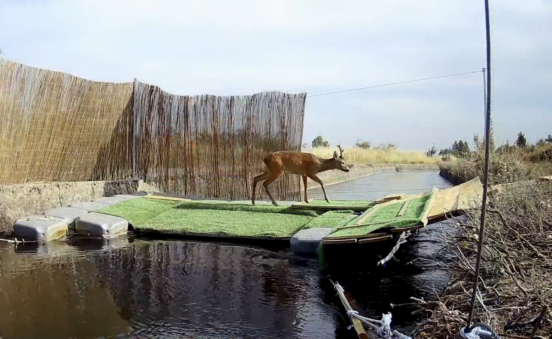 Los nuevos dispositivos de evacuación instalados por la CHD en el canal de Arriola elevan la tasa de supervivencia de animales esta campaña Los nuevos dispositivos de evacuación instalados por la CHD en el canal de Arriola elevan la tasa de supervivencia de animales esta campaña