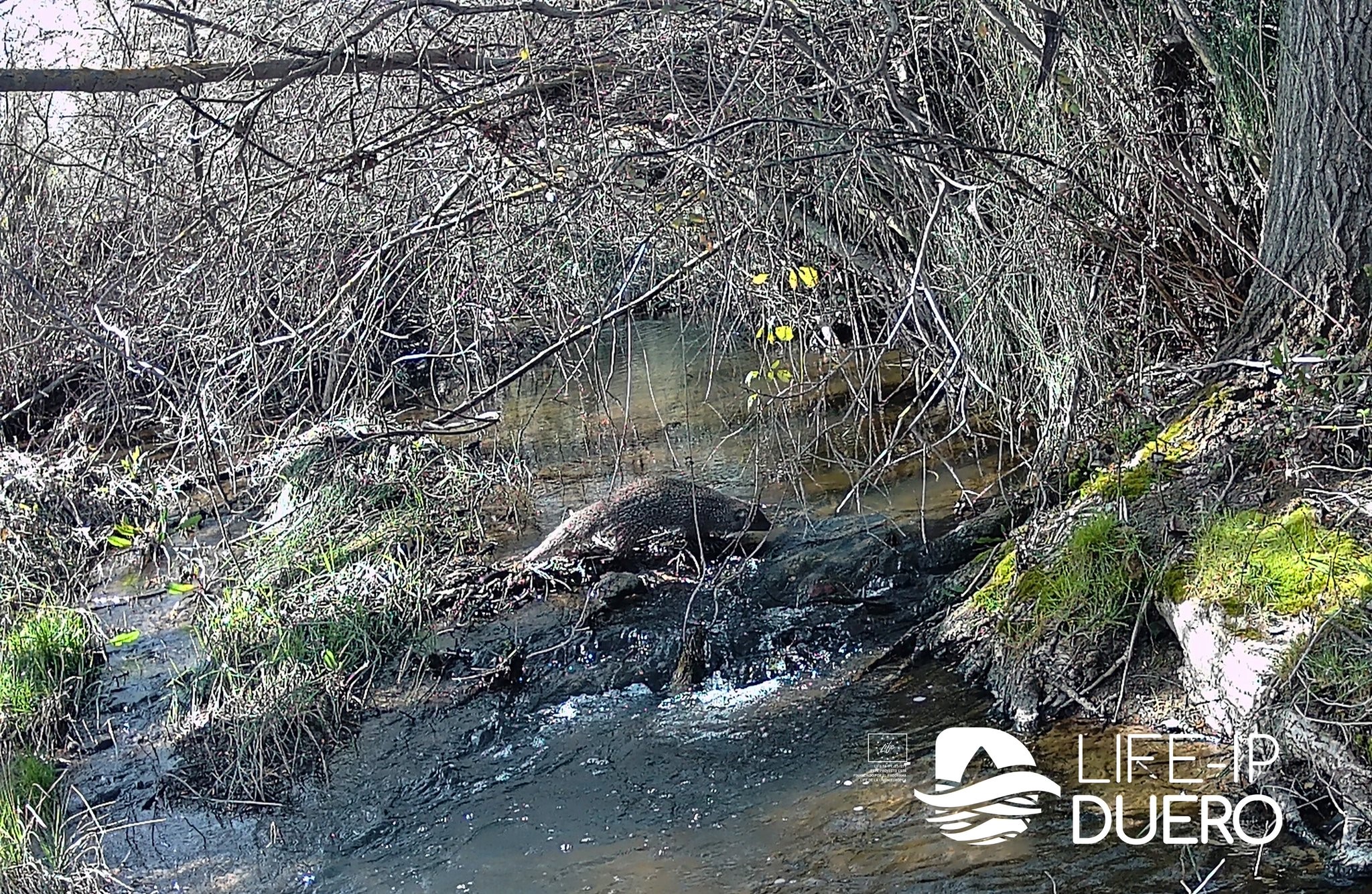 El proyecto Life IP Duero monitoriza la fauna de los ríos Zapardiel, Arevalillo y Trabancos para conocer y preservar su biodiversidad El proyecto Life IP Duero monitoriza la fauna de los ríos Zapardiel, Arevalillo y Trabancos para conocer y preservar su biodiversidad