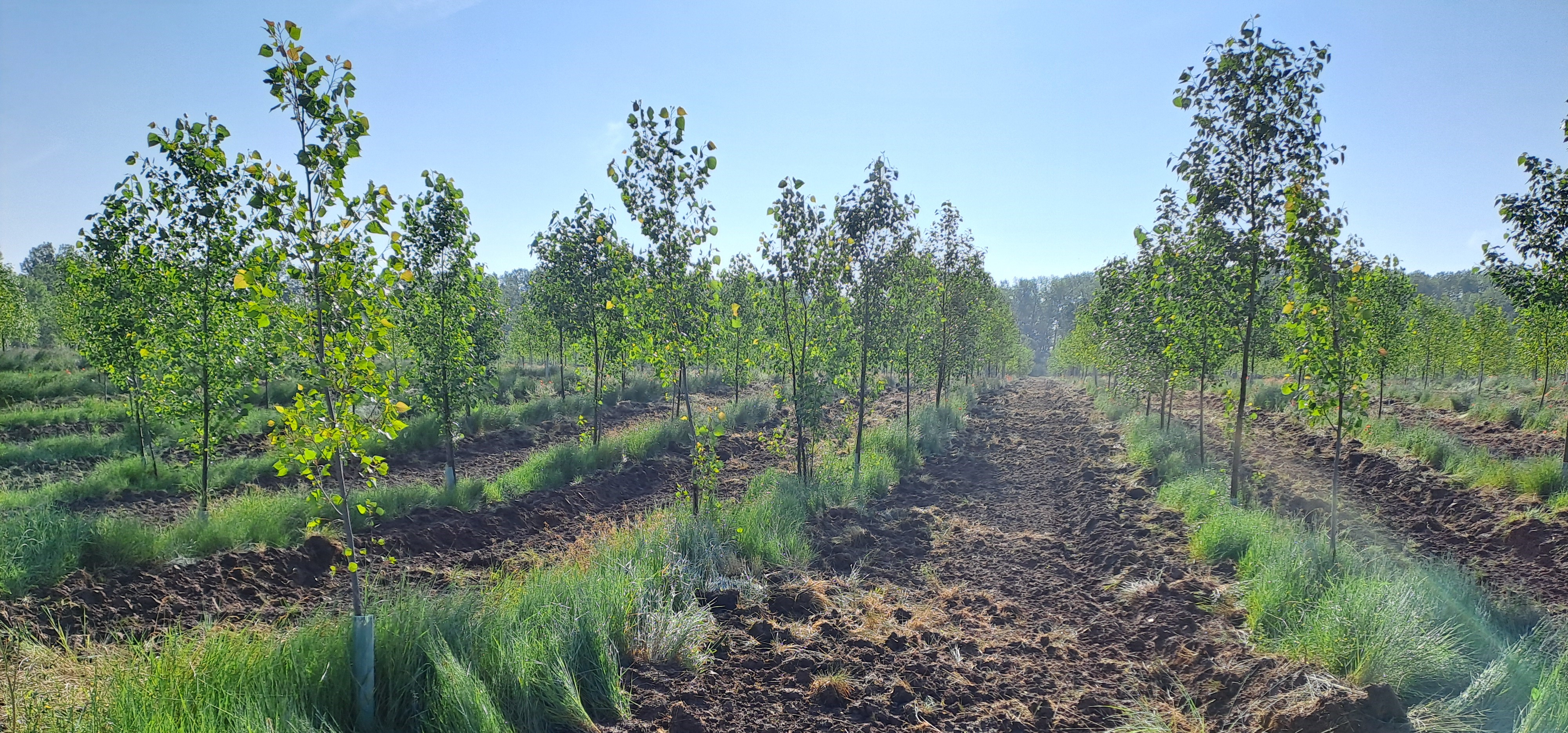 La CHD proyecta nuevas plantaciones en Cubo de la Solana (Soria) como sumideros naturales de carbono La CHD proyecta nuevas plantaciones en Cubo de la Solana (Soria) como sumideros naturales de carbono