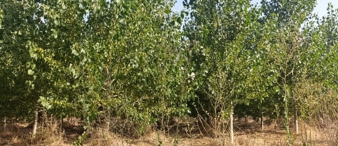 El MITECO otorga a la plantación de la CHD en zonas de ribera de Calahorra de Ribas la certificación como proyecto de absorción de CO2 El MITECO otorga a la plantación de la CHD en zonas de ribera de Calahorra de Ribas la certificación como proyecto de absorción de CO2