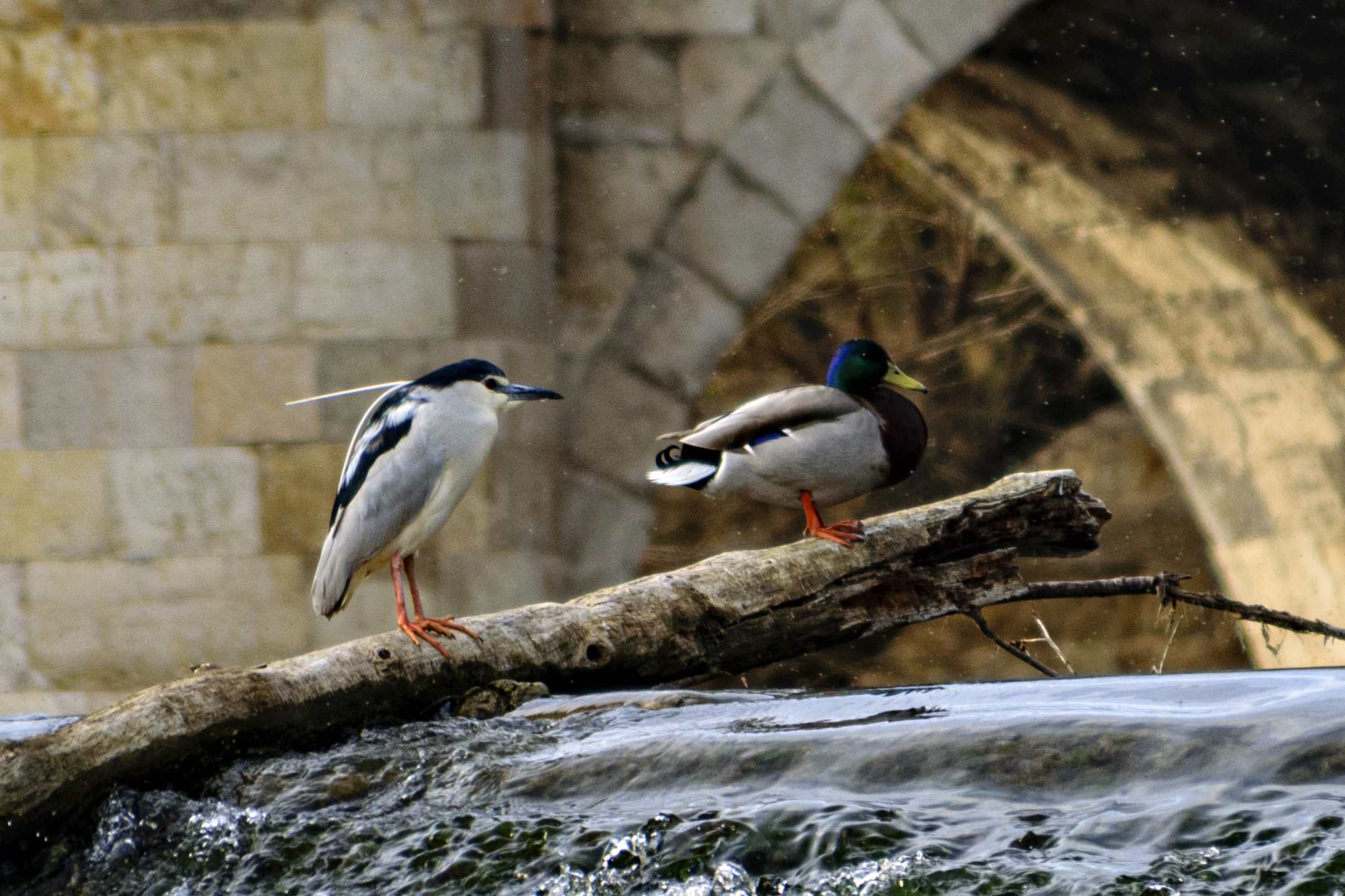 La fauna del Duero