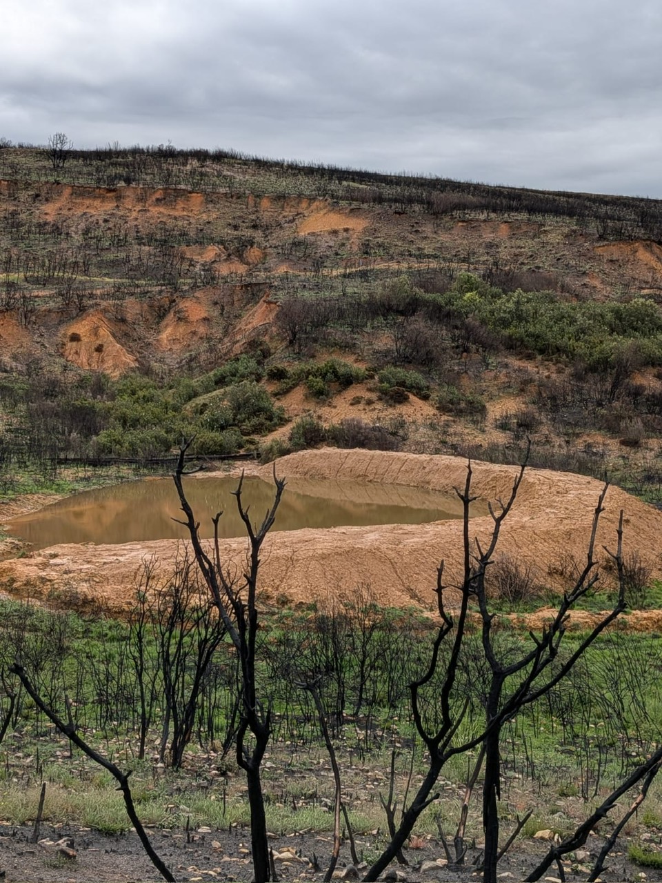 La presidenta de la CHD visita las actuaciones de restauración hidrológica y forestal en la provincia de Zamora - Imagen 1