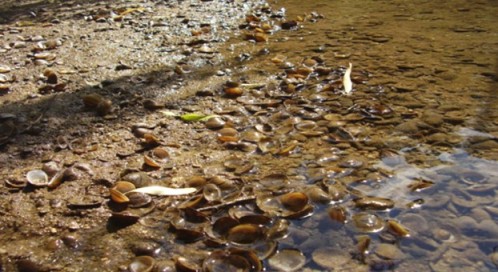 ALMEJA ASIÁTICA (CORBICULA FLUMINEA) EN EL RÍO DURÁTÓN A SU PASO POR PEÑAFIEL (VALLADOLID)