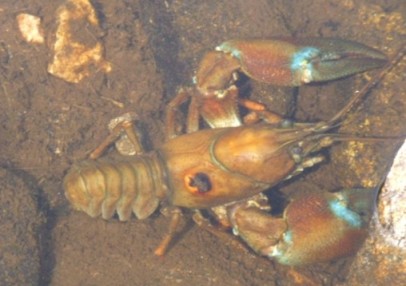 EJEMPLAR DE CANGREJO SEÑAL (PACISFASTACUS LENIUSCULUS) EN LA GARGANTA DE LA HERGUIJUELA (ÁVILA)