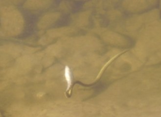 CULEBRA DE AGUA (NATRIX MAURA) EN EL RÍO TORMES A SU PASO POR DOÑINOS DE SALAMANCA (SALAMANCA).