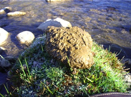 DIDYMO O MOCO DE ROCA (DIDYMOSPHENIA GEMINATA) EN EL ARROYO ARAUZ PALENCIA)