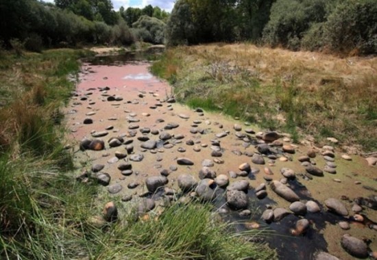 INVASIÓN DE HELECHO DE AGUA (AZOLLA FILICULOIDES) EN LA CONFLUENCIA DEL RÍO CORNEJA CON EL RÍO TORMES, LÍMITE INTERPROVINCIAL ÁVILA-SALAMANCA