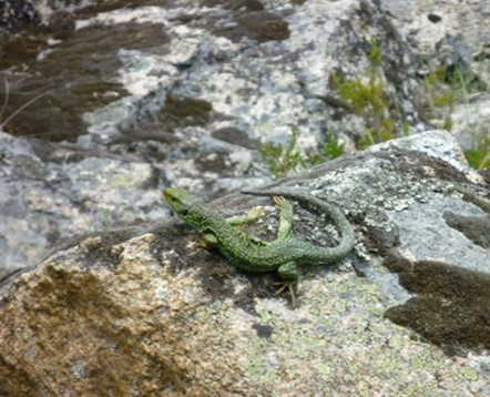 LAGARTO OCELADO (LACERTA LEPIDA) EN LA RIBERA DEL RÍO TRABANCOS A SU PASO POR HORCAJO DE LA SIERRA (ÁVILA)