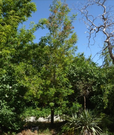 EJEMPLAR DE MIMOSA (ACACIA DEALBATA) EN LA RIBERA DEL RÍO TOMES