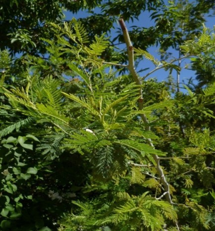 DETALLE DE LA HOJA DE MIMOSA (ACACIA DEALBATA) EN LA RIBERA DEL RÍO TOMES