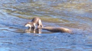 NUTRIA (LUTRA LUTRA) EN EL RÍO TORMES A SU PASO POR BARCO DE ÁVILA (ÁVILA).