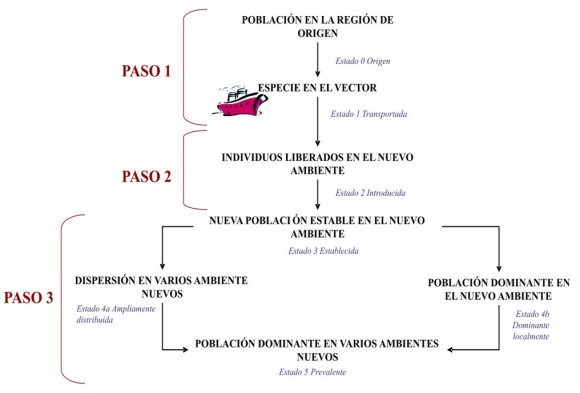 Esquema del proceso de una invasión