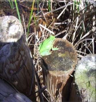 RANITA DE SAN ANTONIO (HYLA ARBÓREA) EN LAS LAGUNAS DE ATAPUERCA (BURGOS)