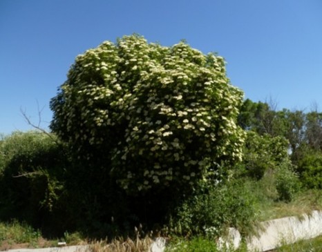 SAÚCO (SAMBUCUS NIGRA) EN EL ARROYO LAS LANCHAS. SALAMANCA