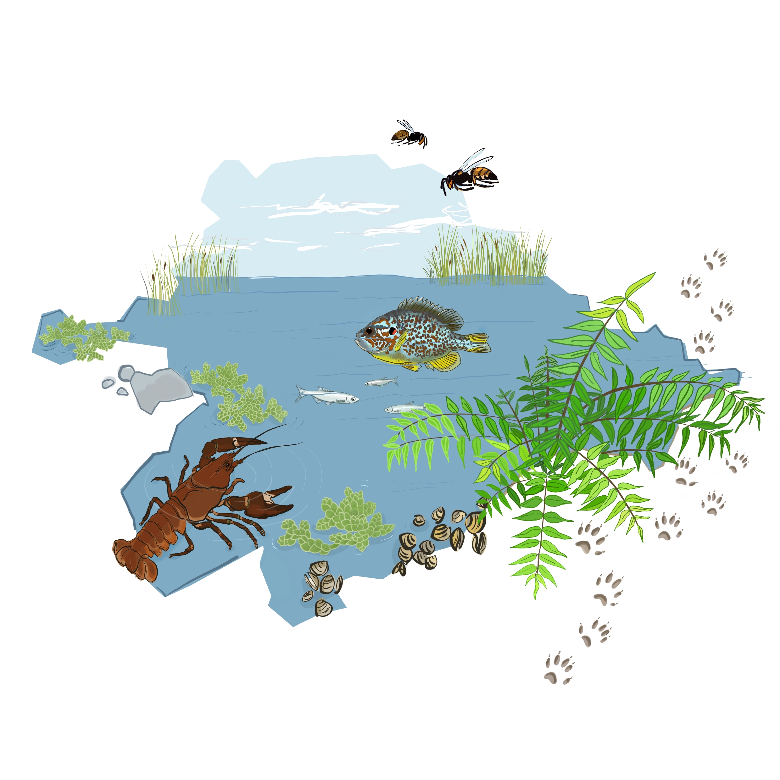 Especies Exóticas Invasoras