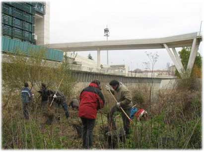 Voluntarios limpiando en el islote de El Palero. Margen derecha río Pisuerga. Proyecto 'Restauración del islote El Palero'. Museo de la ciencia (Valladolid).